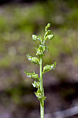 Blunt-leaved orchid