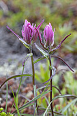 Purple paintbrush