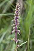 Elephanthead lousewort