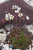 Tufted alpine saxifrage