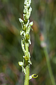 Yosemite rein-orchid