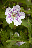 Richardson's Geranium