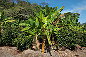 Shade grown coffee plantation