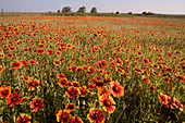 Indian Blanket