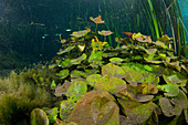 Water Lilies Underwater