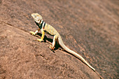 Collared Lizard (Crotaphytus collaris)