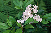 Mountain Laurel (Kalmia latifolia)