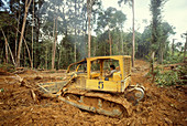 Deforestation in Borneo