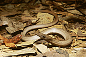 Burton's Snake Lizard