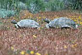 Desert Tortoise Courtship