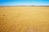 Sparse Winter Cover on Claypan,Australia