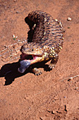 Eastern Shingleback Lizard