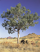 Bloodwood Tree,Western Australia