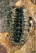 Gypsy Moth caterpillar spins cocoon