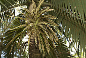 Round Island Palm