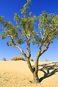 Coolibah on desert dune