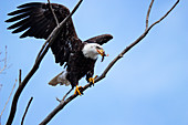 Bald Eagle Feeds in Tree