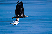 Bald Eagle Carries Off Snow Goose