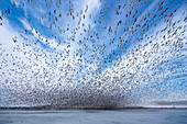 Snow Geese and Ice