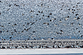 Massive Amount of Snow Geese