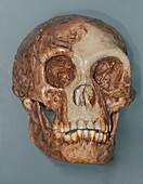 Homo floresiensis Skull