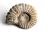 Nautilus Fossil