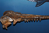 Squalodon Whale fossil