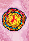 Hepatitis B Virus