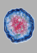 Rhinovirus