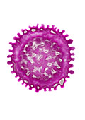 Hepatitis A Virus