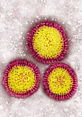 Flu Virus