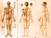 Japanese Acupunctural Chart