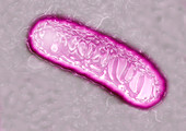 Pseudomonas bacterium,TEM