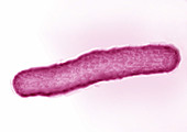 Mycobacterium tuberculosis,LM