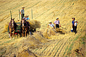 Amish children load wheat