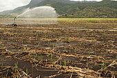 Sugarcane Irrigation,Mauritius