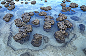 Stromatolites