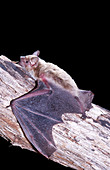 Grey's Broad-nosed Bat