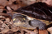 Kreffts River Turtle