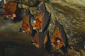 Dusky Horseshoe Bats