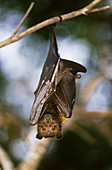 Black Flying Fox at daytime roost site