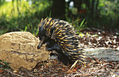 Echidna foraging for termites