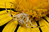 Flower Spider