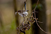 Blue wren collecting nest material