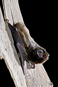 Gould's wattled bat