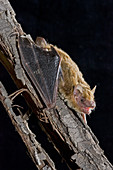 Eastern broadnosed bat