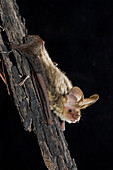 Gould's long-eared bat