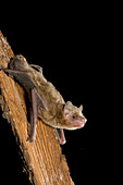 Inland broadnosed bat