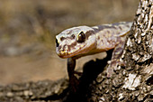 Robust velvet gecko