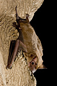 Beccari's freetail bat